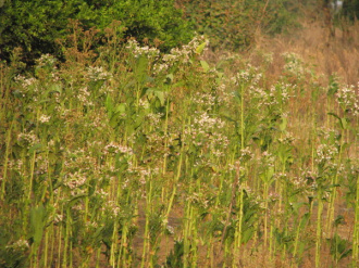 02 Tabac En Fleur